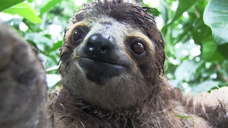 140715-baby-sloth-orphanage-rescue-vin_640x360_304699971673