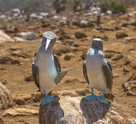blue-footed boobies, galapagos islands, ecuador
