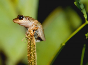 Macro of a coqui perched on a plant in the middle of the rainforest.