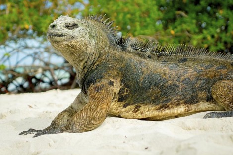 closeup portrait beautiful iguana resting in the beach in santa cruz galapagos islands
