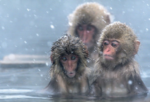 snow monkeys 1