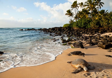hawaii turtle