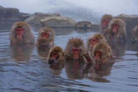 A troop of Japanese macaques in the natural hot springs of Jigokudani, Nagano Prefecture, Japan.
