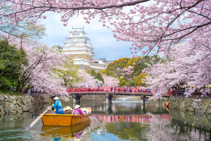 Himeji, Japan - April 3, 2016: Himeji Castle with beautiful cherry blossom in spring season. It is regarded as the finest surviving example of prototypical Japanese castle architecture