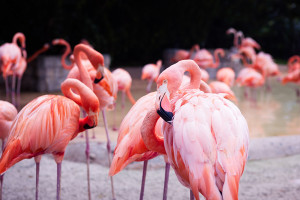 Group of Pink flamingos