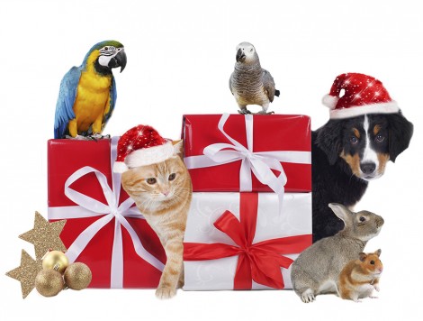 Different pets with christmas parcels isolated