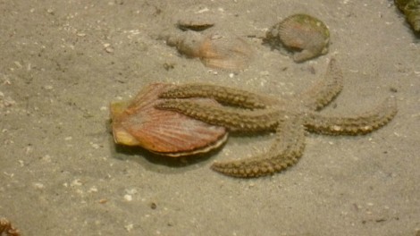 clam at alesund