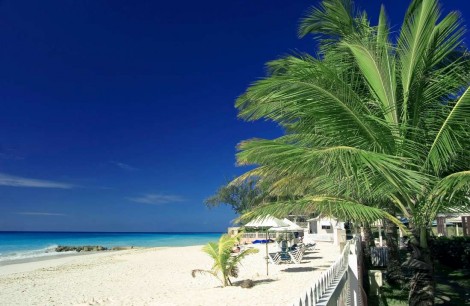 a palm tree on a quiet beach in Barbados