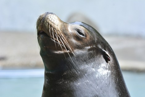 a nice close up of a seal at the zoo