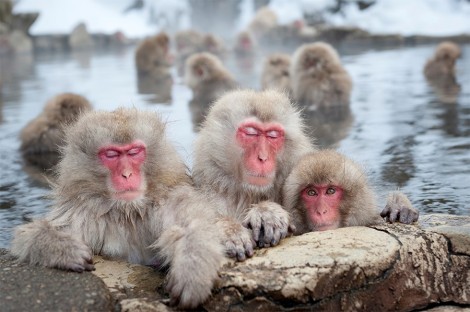 Snow-Monkeys
