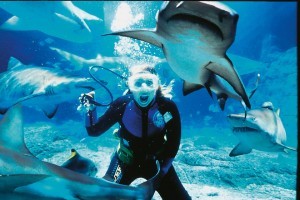 Shark dive, UnderWater World