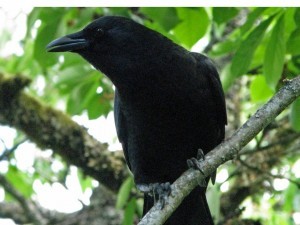 crow, American