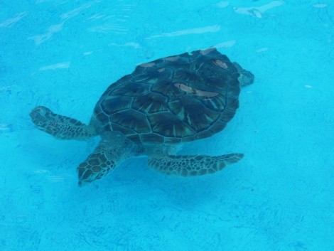 Swimming with turtles in Mexico