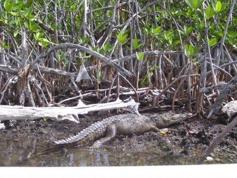 Croc spotting in Dominican Republic