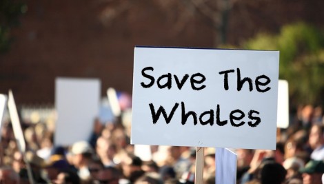 save-the-whales