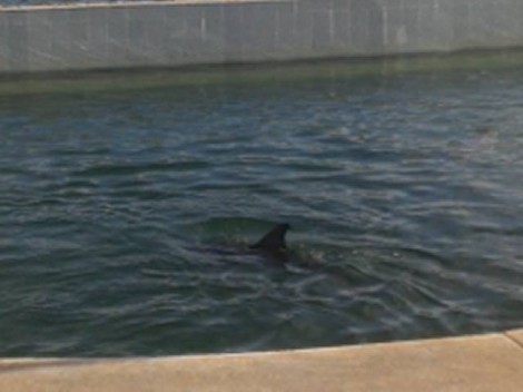 And some dolphins!